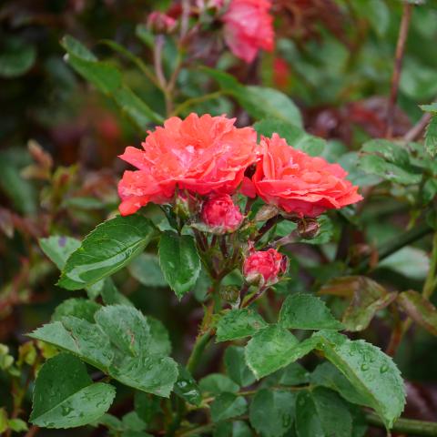 Coral Drift Rose