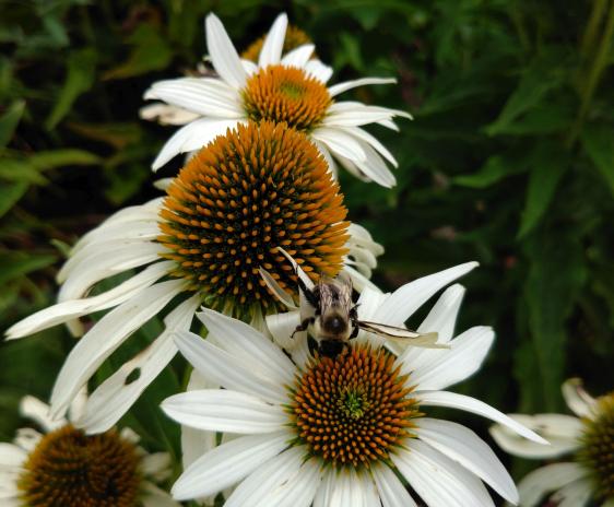 Bumblebee on white echinacea flowers.